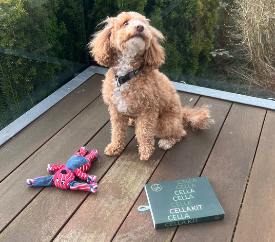 Hjemmekit – Hårcelleanalyse til din hund