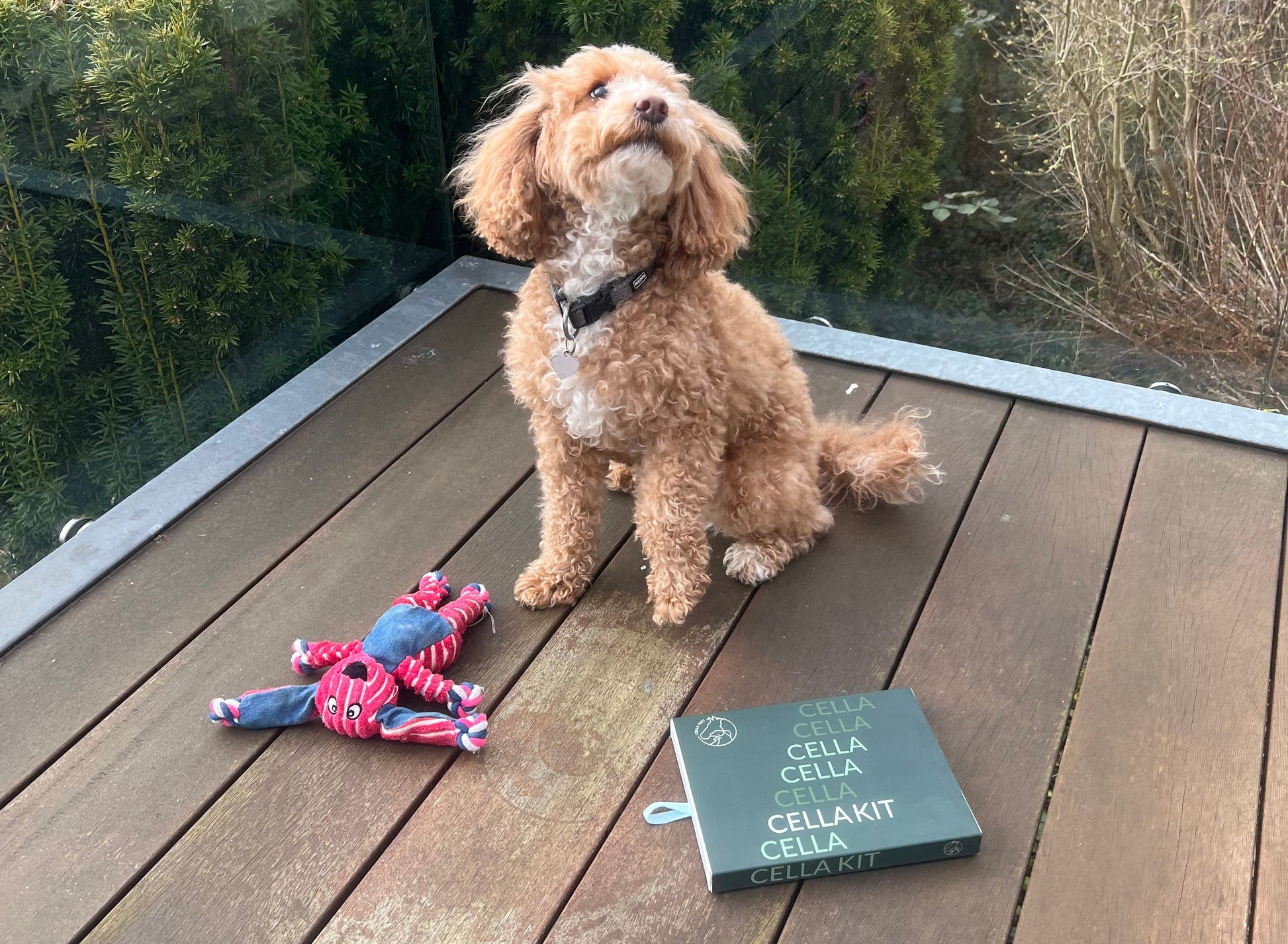 Hjemmekit – Hårcelleanalyse til din hund